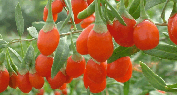 正宗原产中宁枸杞企业名录