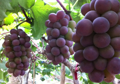 科克铁热克葡萄