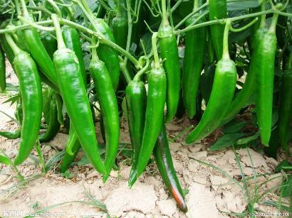 武隆高山辣椒