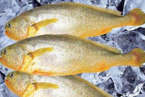 温州大黄鱼