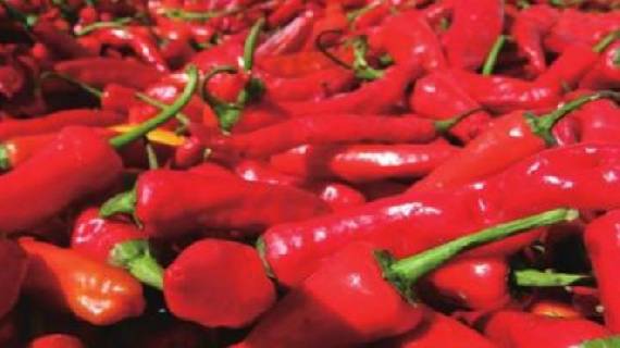 索多西辣椒