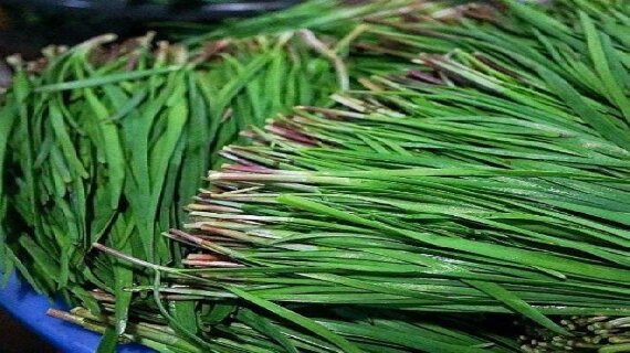 寿光独根红韭菜