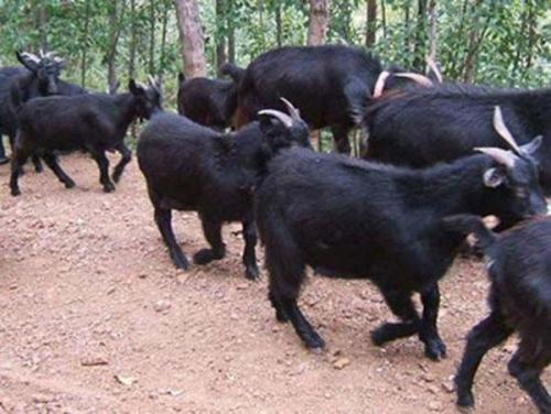 庆阳黑山羊