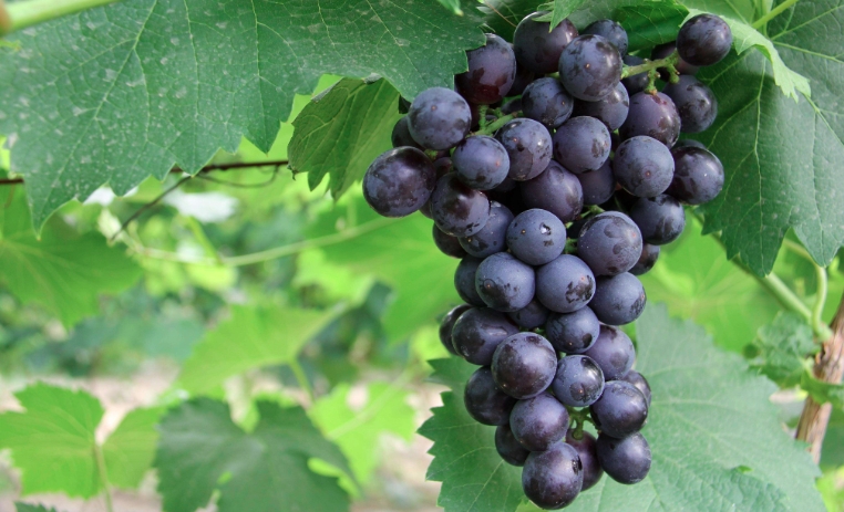 昌黎葡萄
