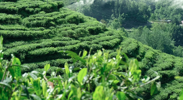 陕西省紫阳县和平茶厂