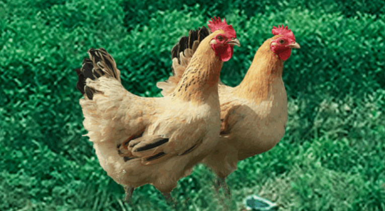 河南三高农牧股份有限公司