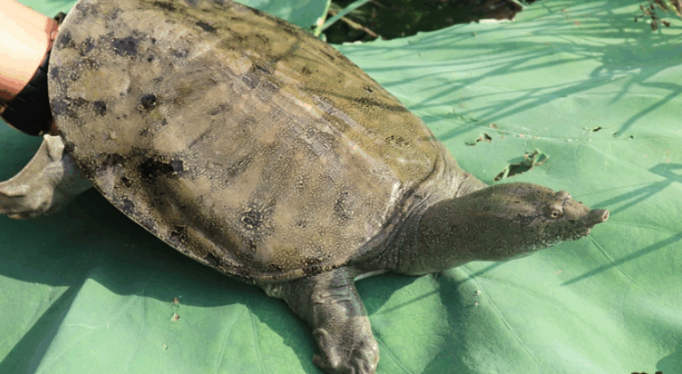 常德仙湖农业科技有限公司