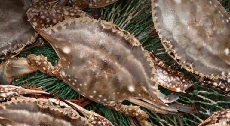 舟山市金针食品有限公司